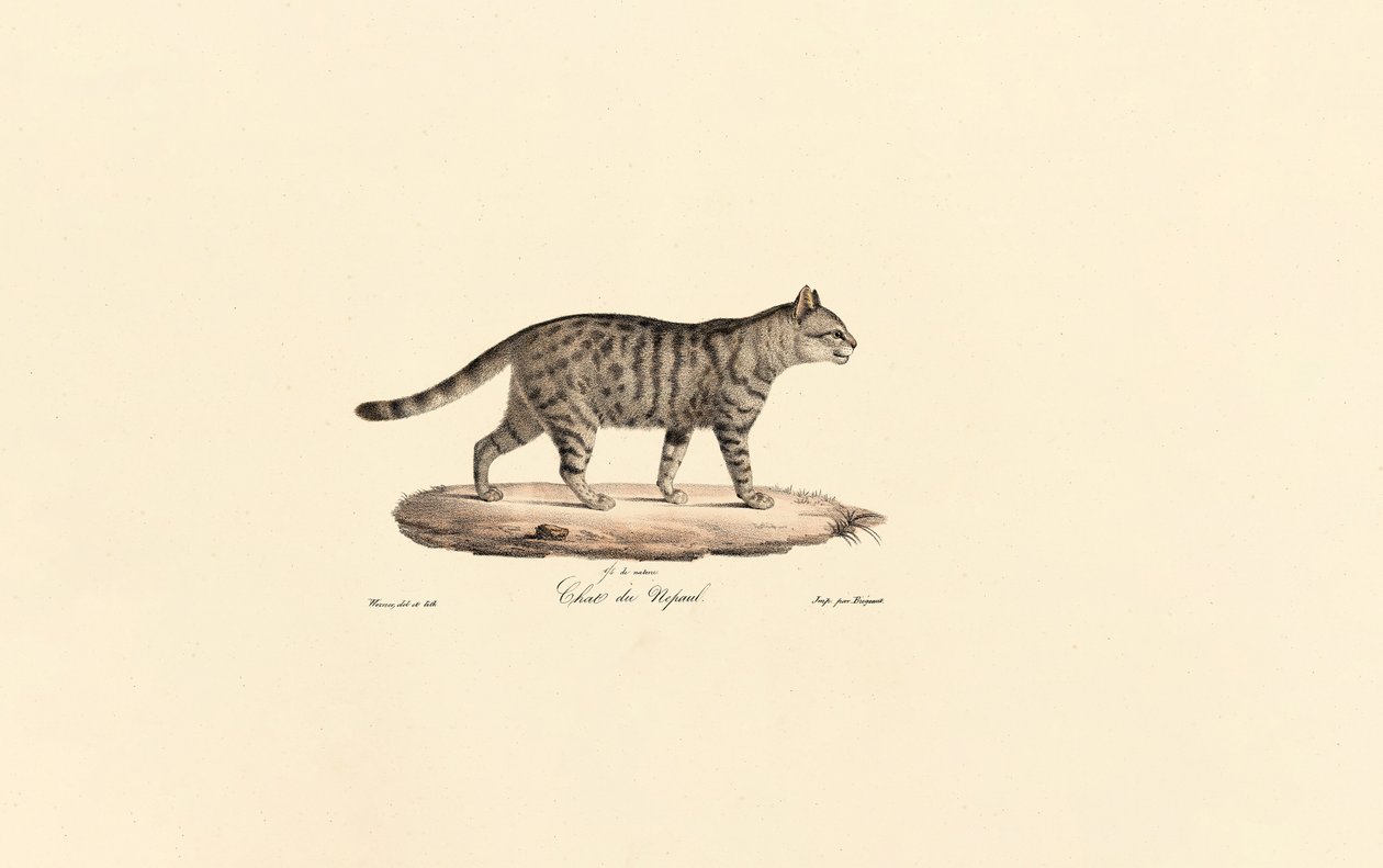  alkotó: Jacques Christophe Werner
