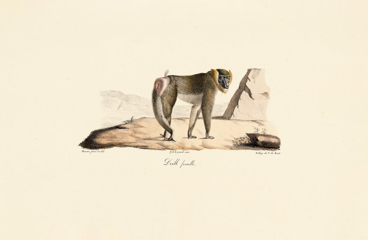 Női fúró alkotó: Jacques Christophe Werner
