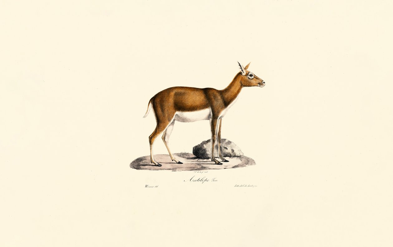 Nőstény gömböc gazella alkotó: Jacques Christophe Werner