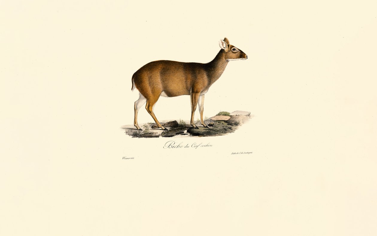  alkotó: Jacques Christophe Werner