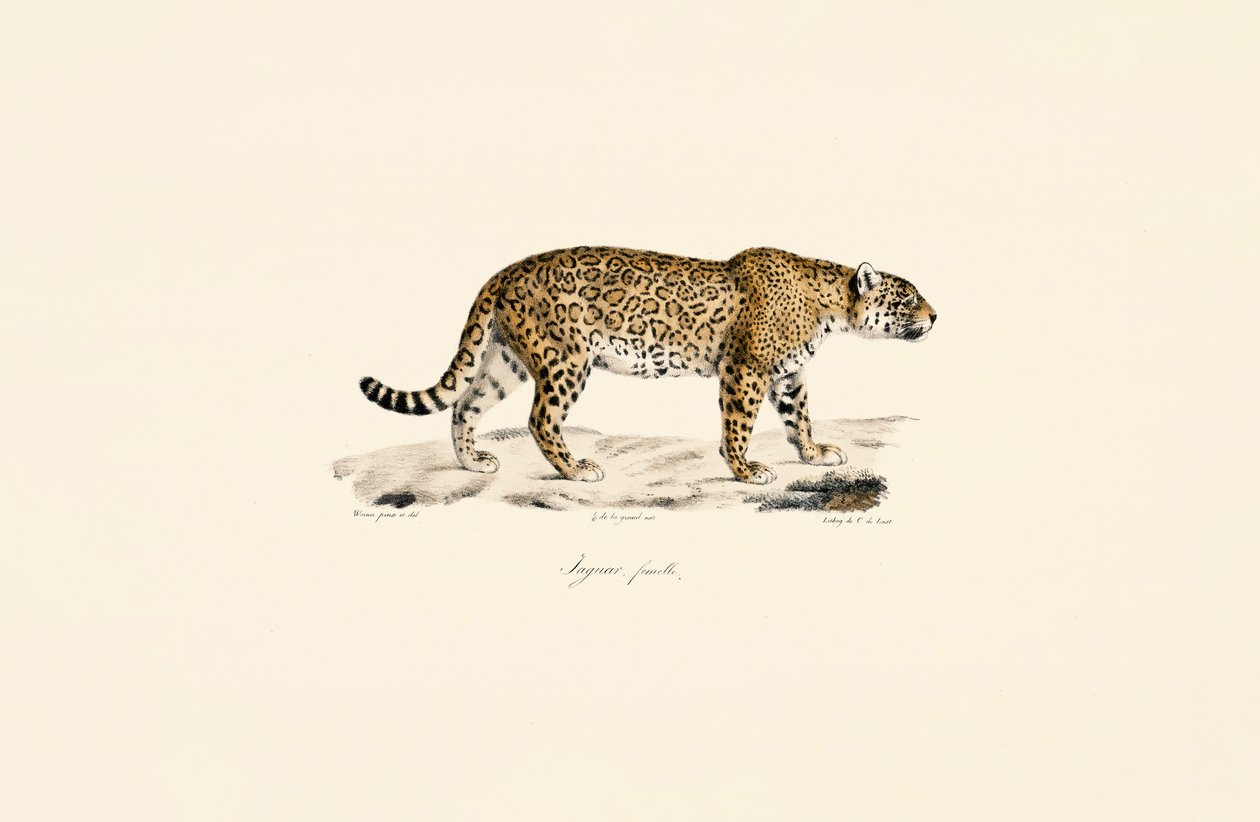 Női Jaguár alkotó: Jacques Christophe Werner