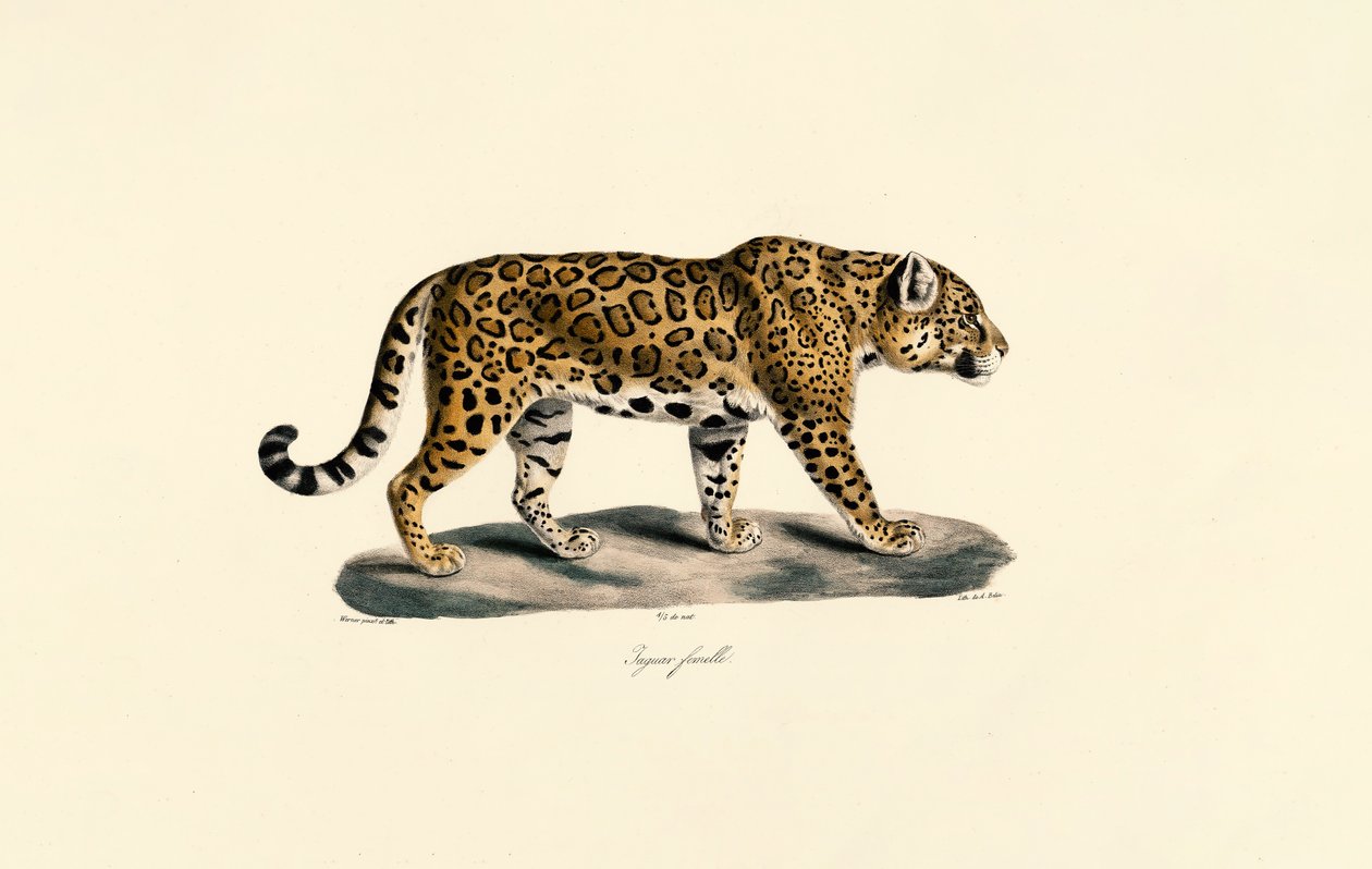  alkotó: Jacques Christophe Werner