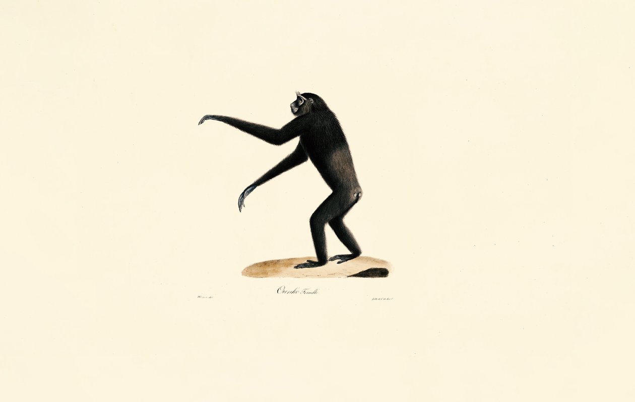 Női Siamang alkotó: Jacques Christophe Werner