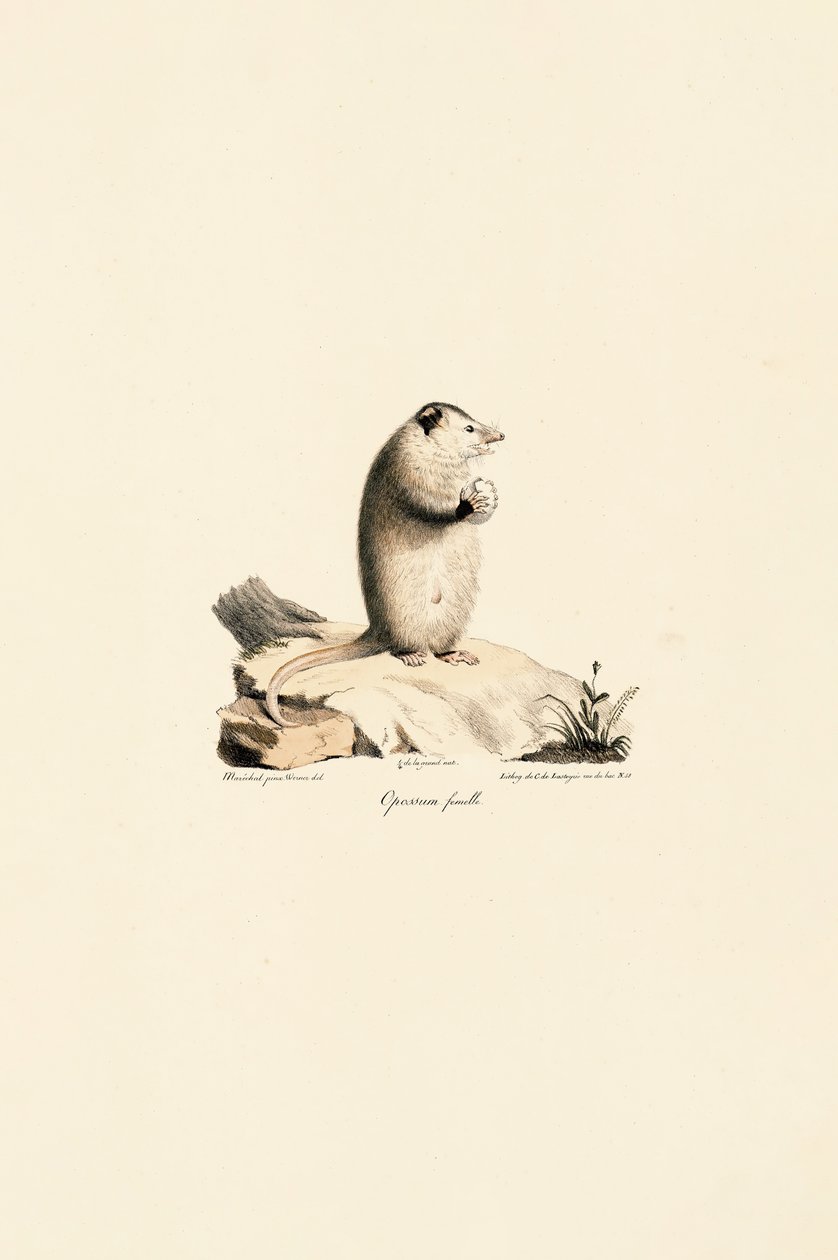 alkotó: Jacques Christophe Werner