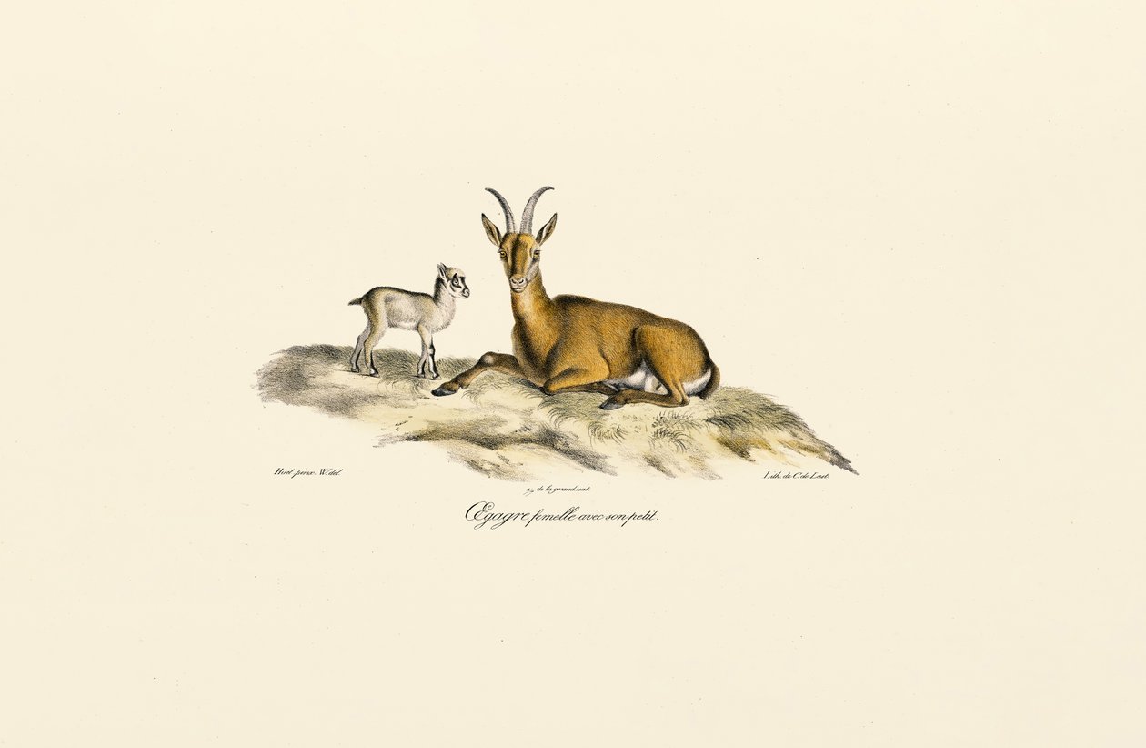 Nőstény vadkecske kölyökkel alkotó: Jacques Christophe Werner