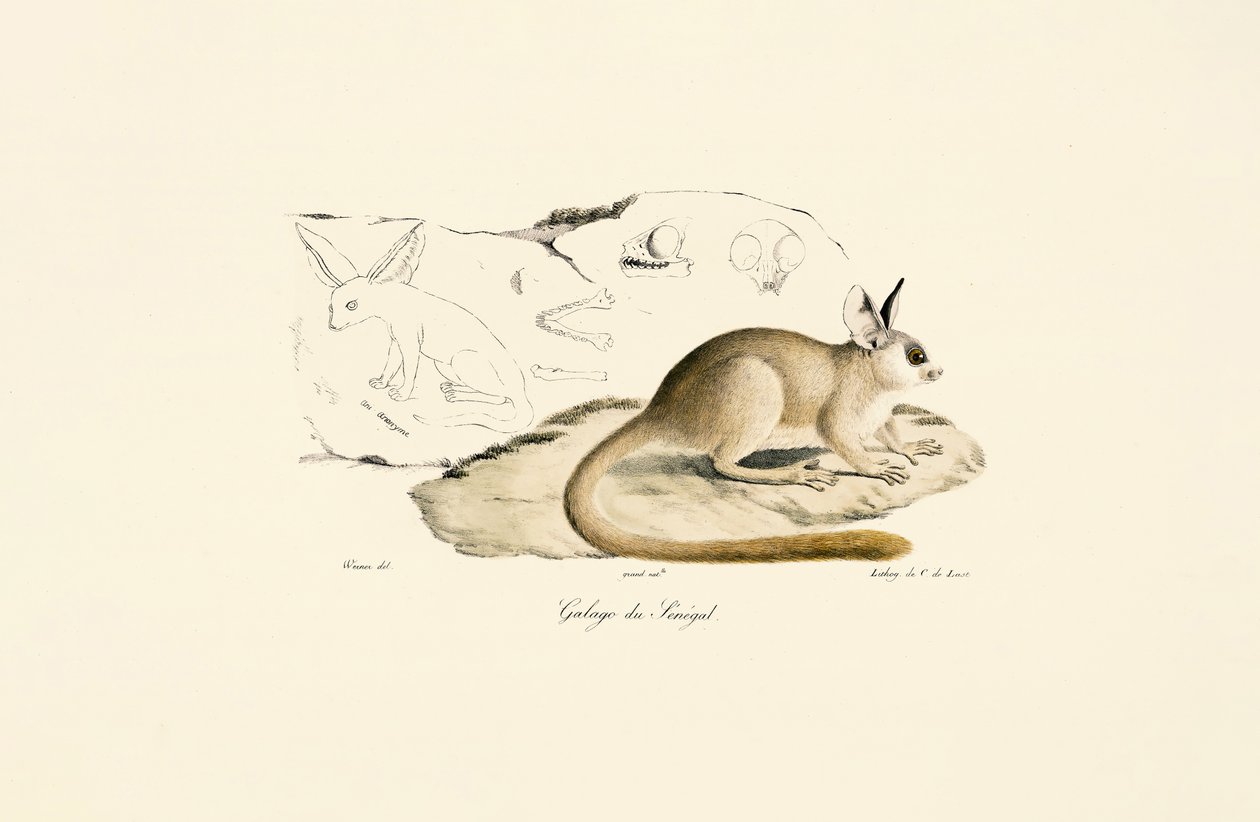  alkotó: Jacques Christophe Werner