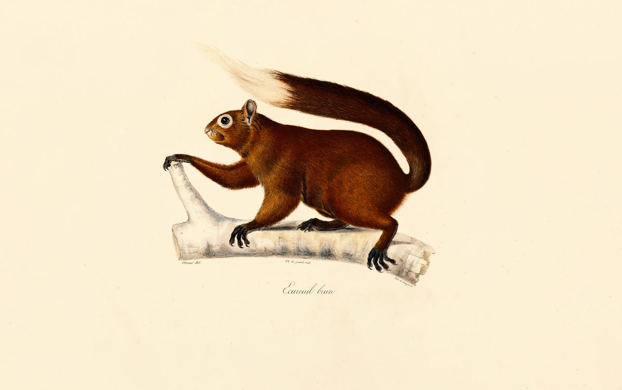 alkotó: Jacques Christophe Werner