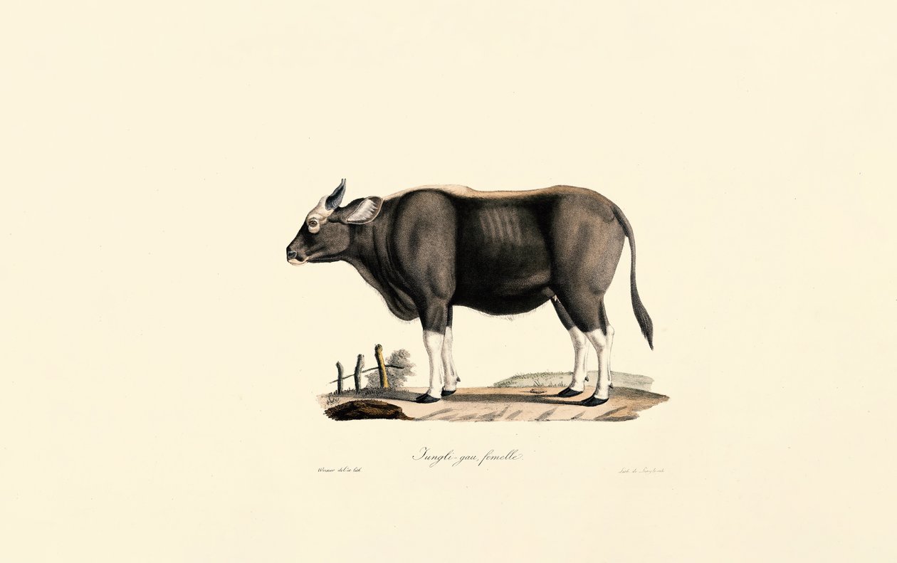  alkotó: Jacques Christophe Werner