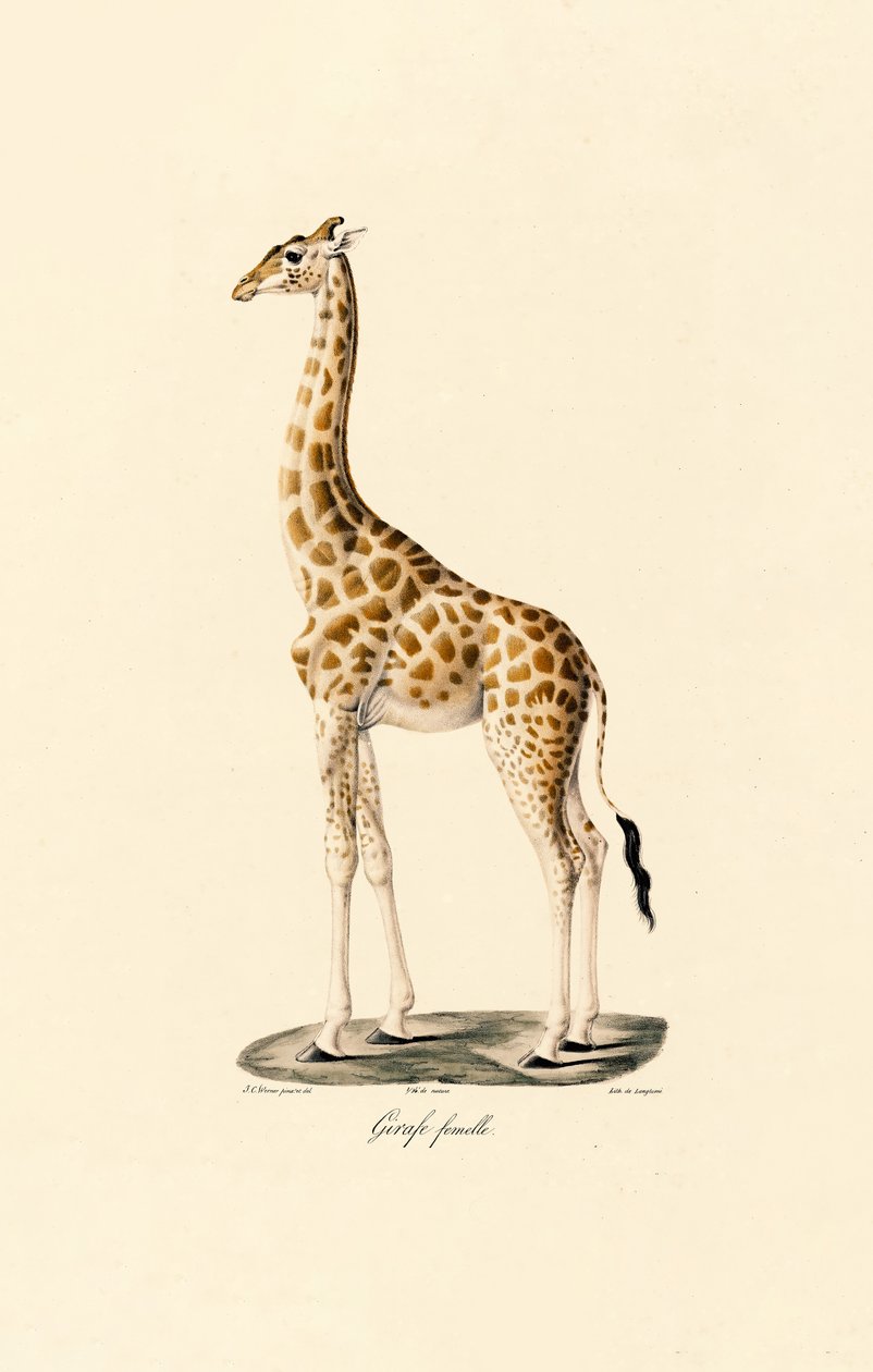 alkotó: Jacques Christophe Werner