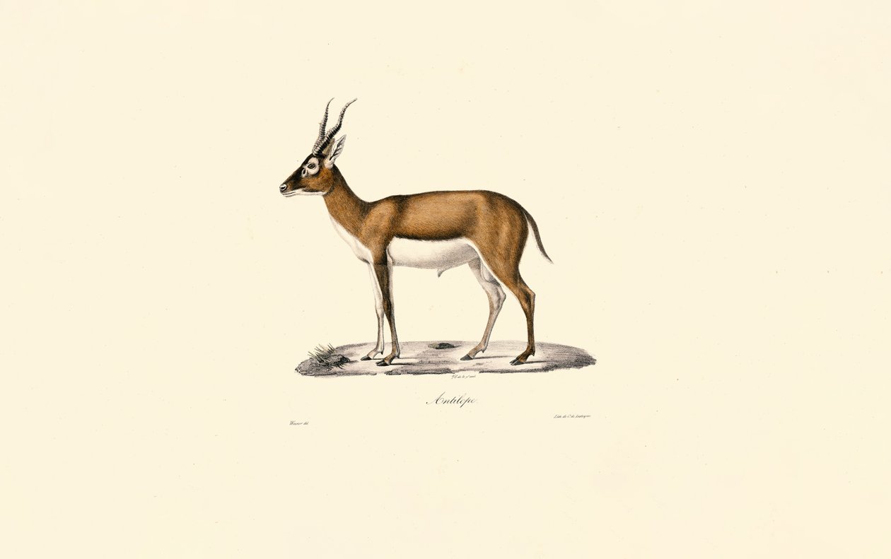 Gömböc gazella alkotó: Jacques Christophe Werner