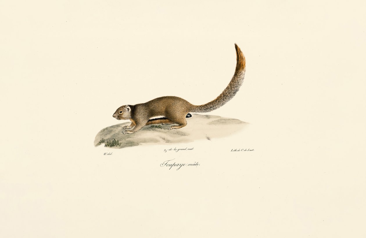 Aranysávos földimókus (hím) alkotó: Jacques Christophe Werner