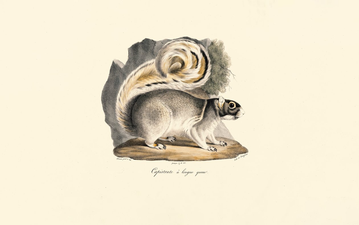 Aranysávos földimókus alkotó: Jacques Christophe Werner