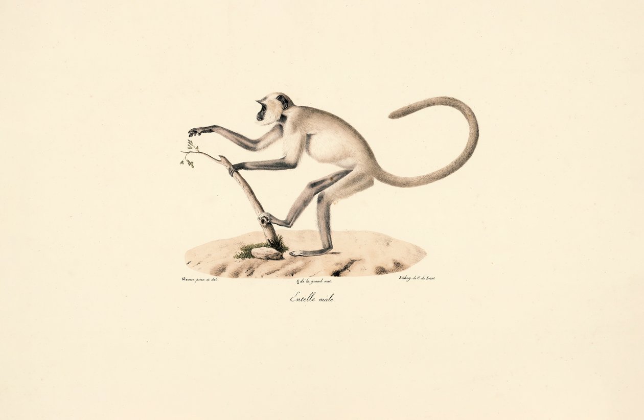 Szürke Hanuman Langur alkotó: Jacques Christophe Werner