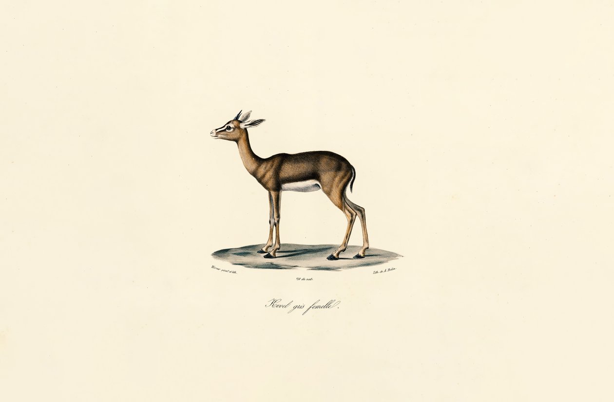  alkotó: Jacques Christophe Werner