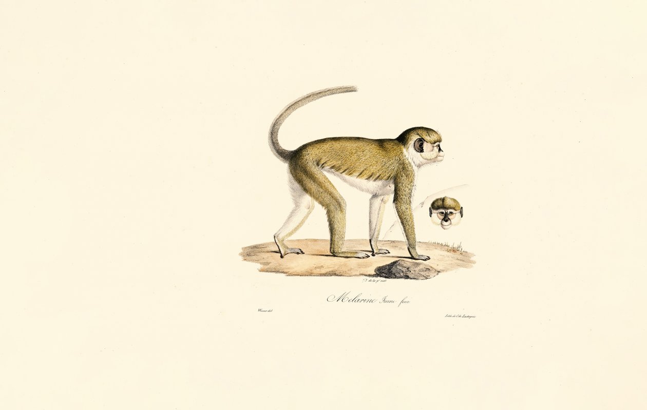  alkotó: Jacques Christophe Werner