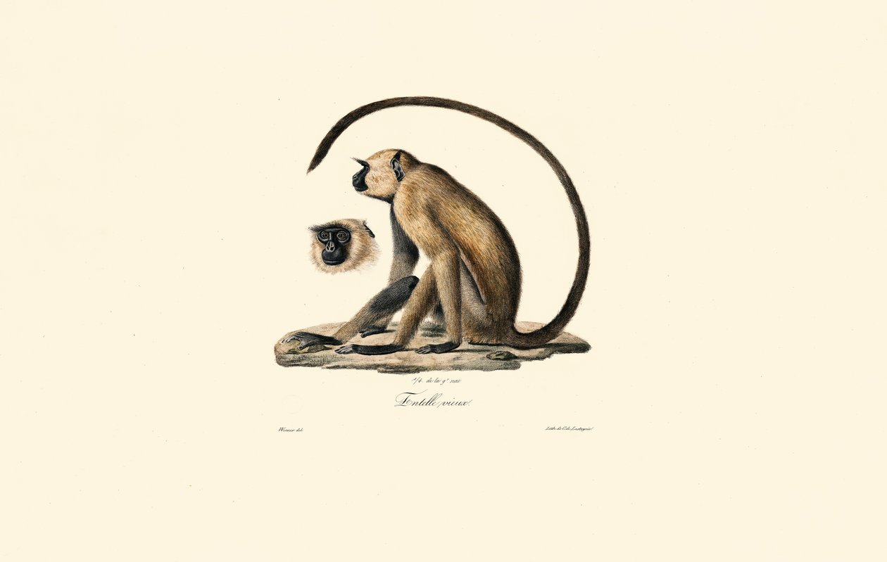  alkotó: Jacques Christophe Werner