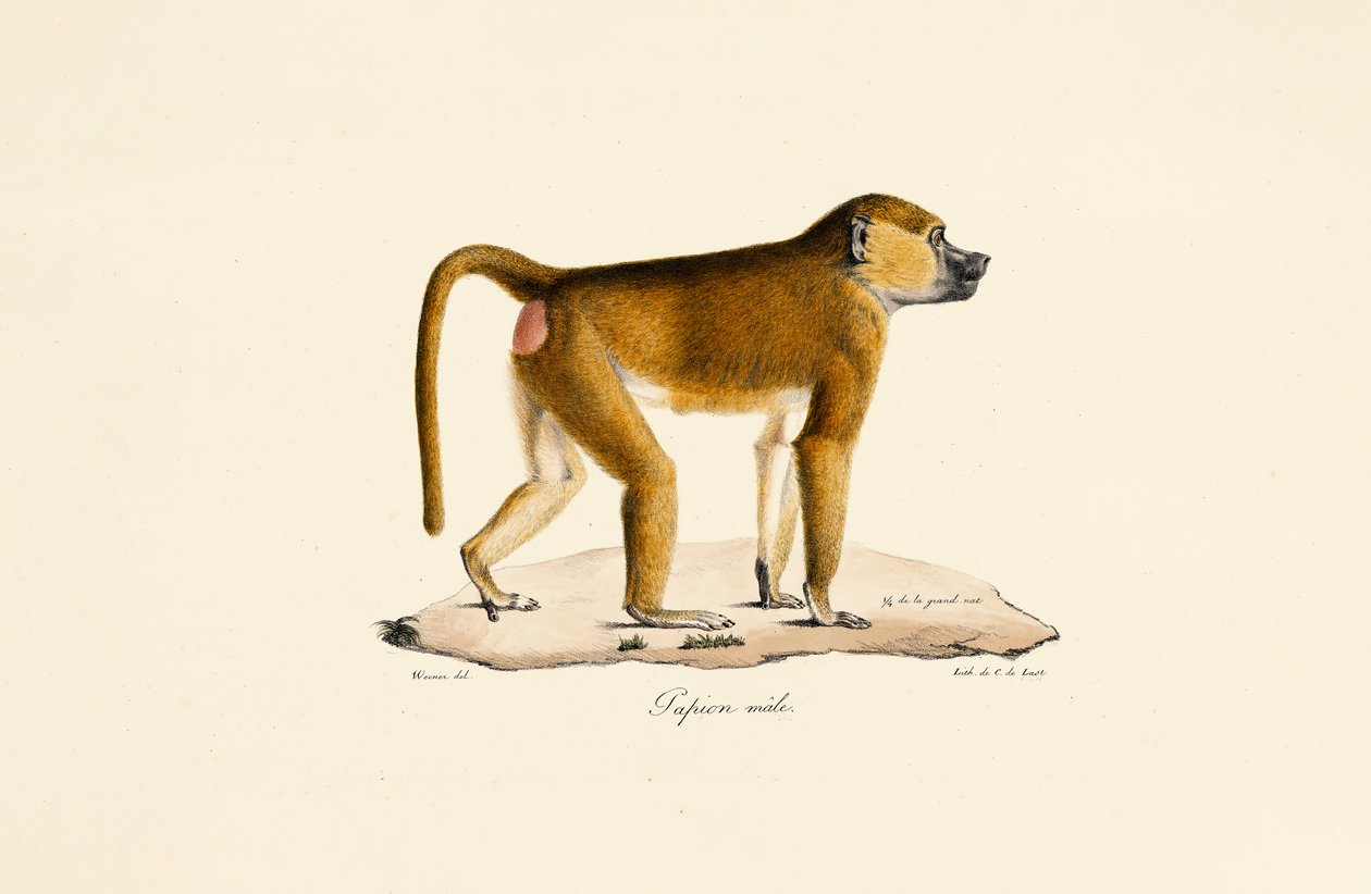  alkotó: Jacques Christophe Werner