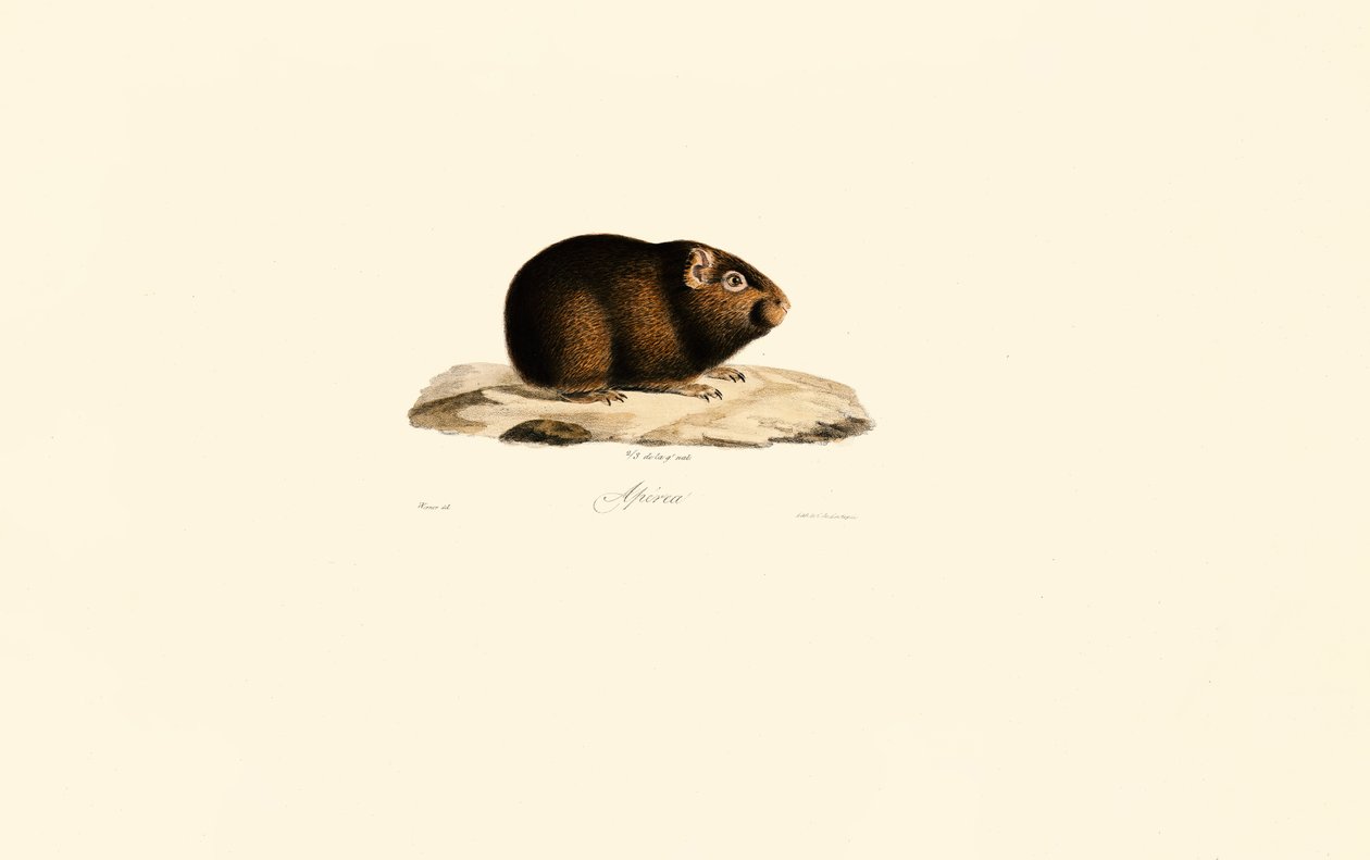 Tengerimalac alkotó: Jacques Christophe Werner