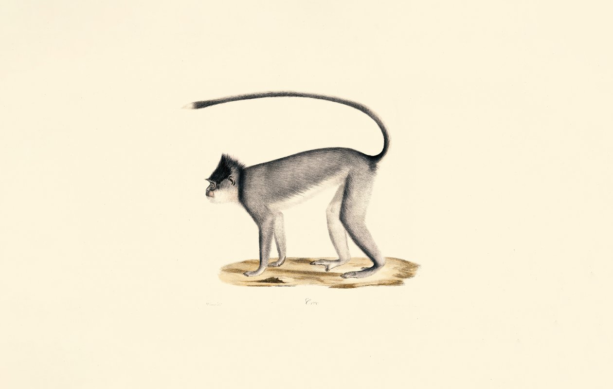 Hanuman Langur alkotó: Jacques Christophe Werner