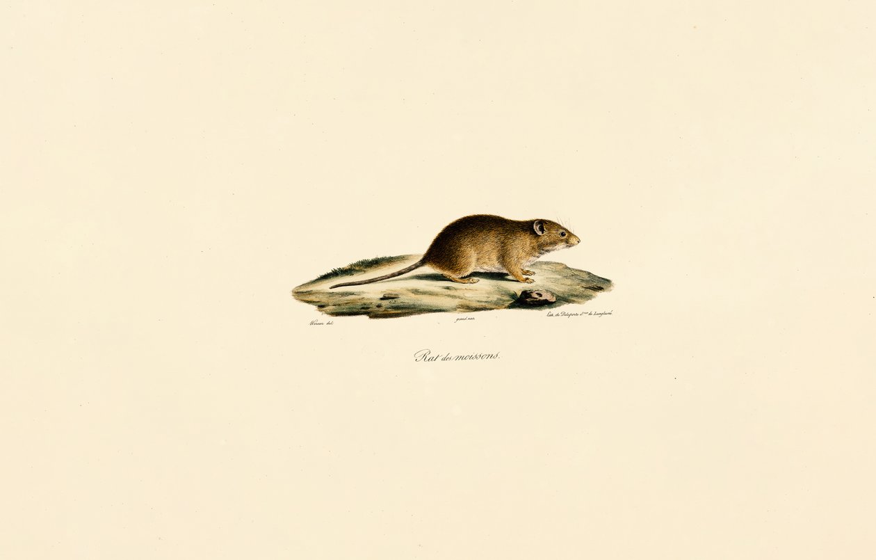 Szüreti egér alkotó: Jacques Christophe Werner