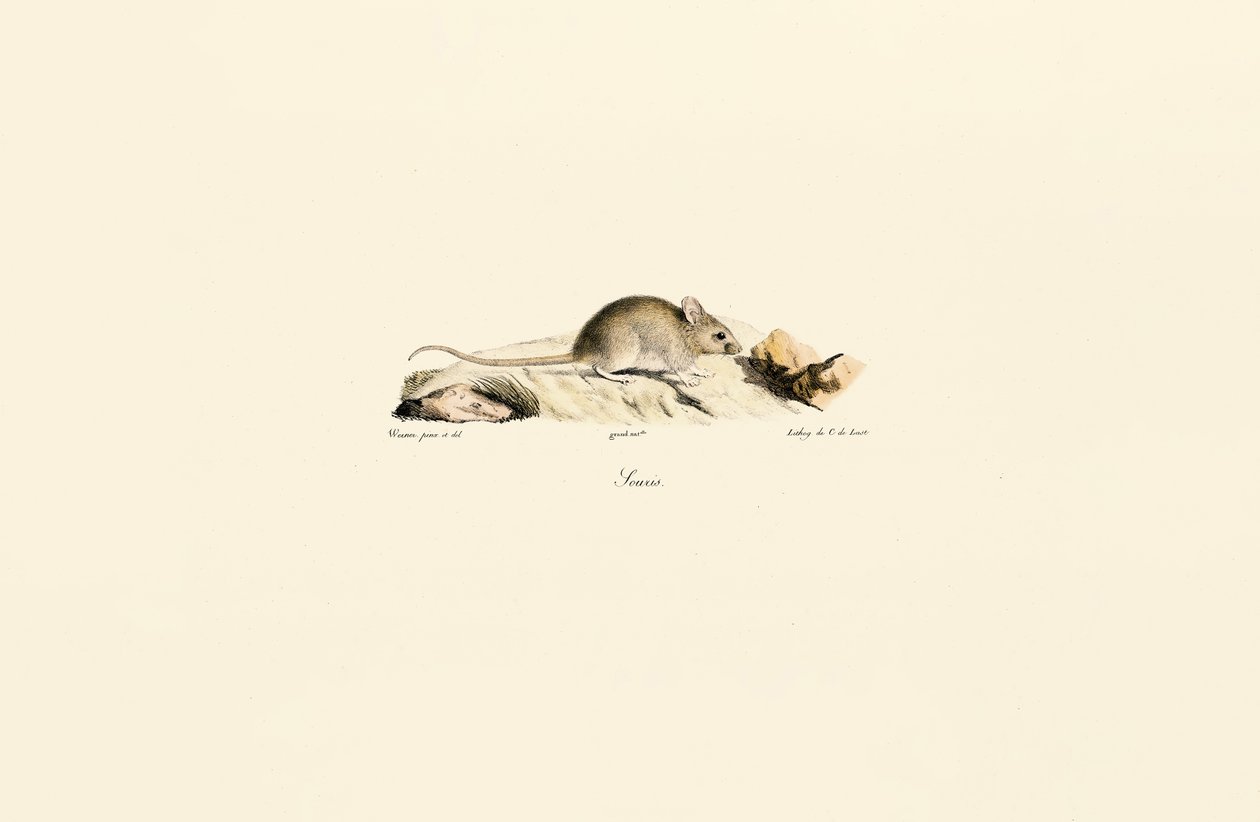  alkotó: Jacques Christophe Werner