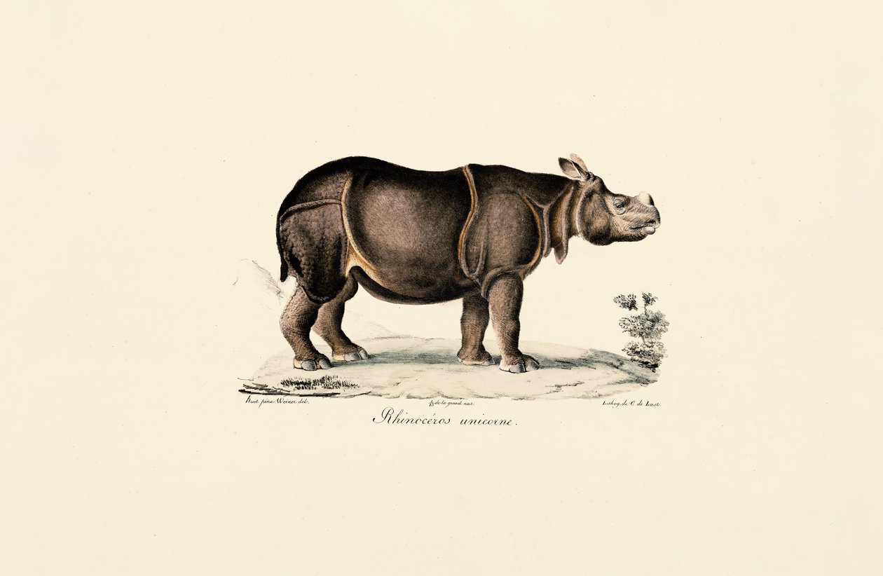 Indiai orrszarvú alkotó: Jacques Christophe Werner