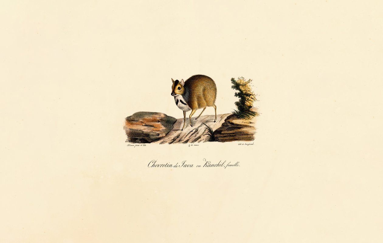Jávai egérszarvas (nőstény) alkotó: Jacques Christophe Werner