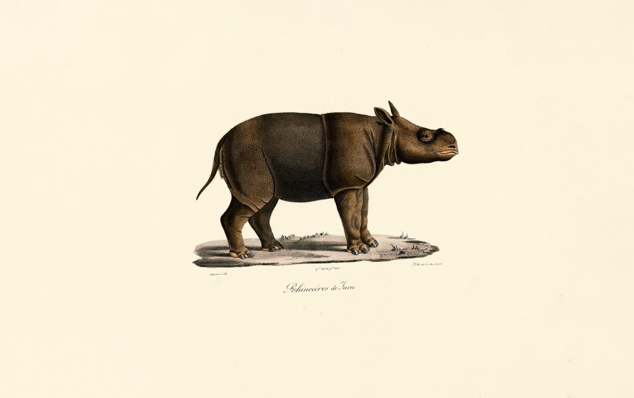 Jávai orrszarvú alkotó: Jacques Christophe Werner