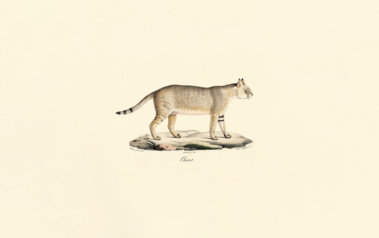  alkotó: Jacques Christophe Werner