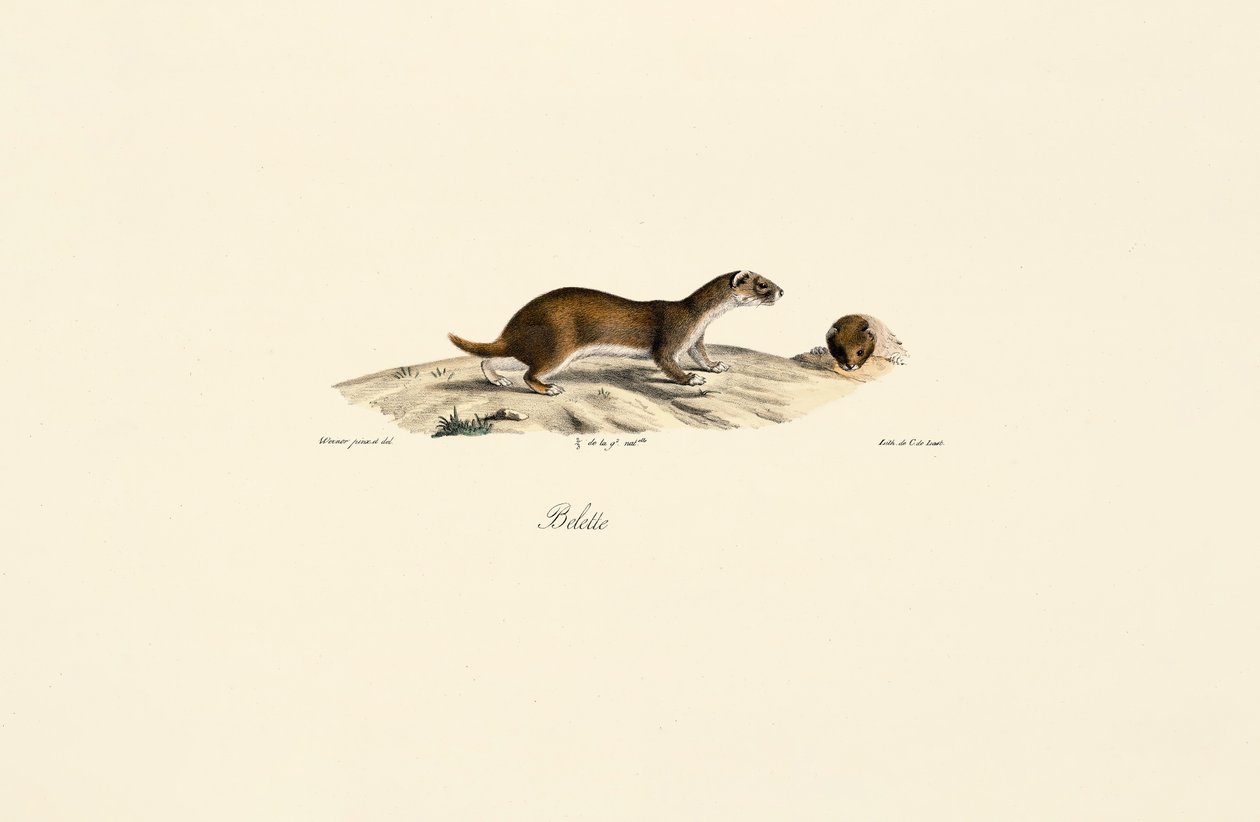  alkotó: Jacques Christophe Werner