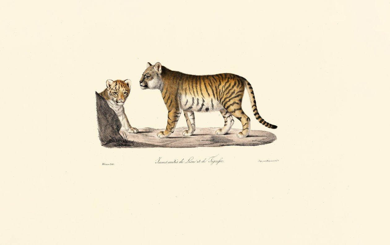  alkotó: Jacques Christophe Werner