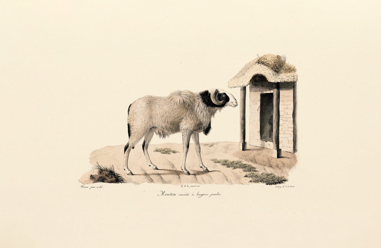  alkotó: Jacques Christophe Werner