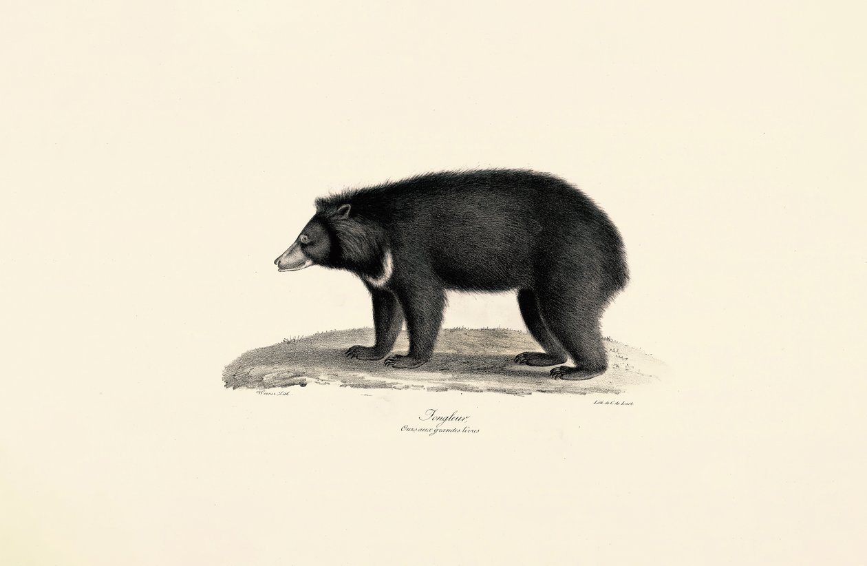 Maláj napmedve alkotó: Jacques Christophe Werner