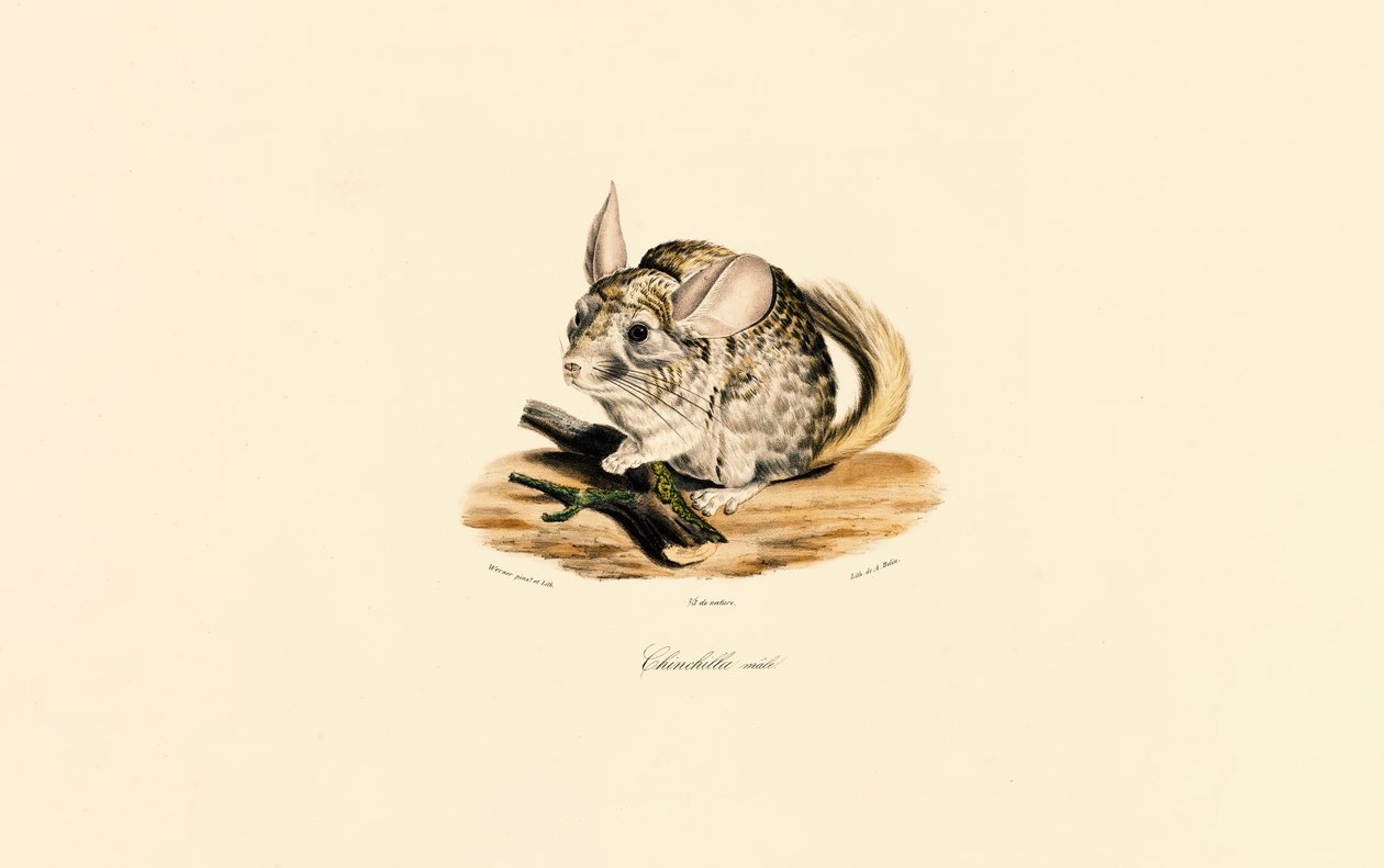  alkotó: Jacques Christophe Werner