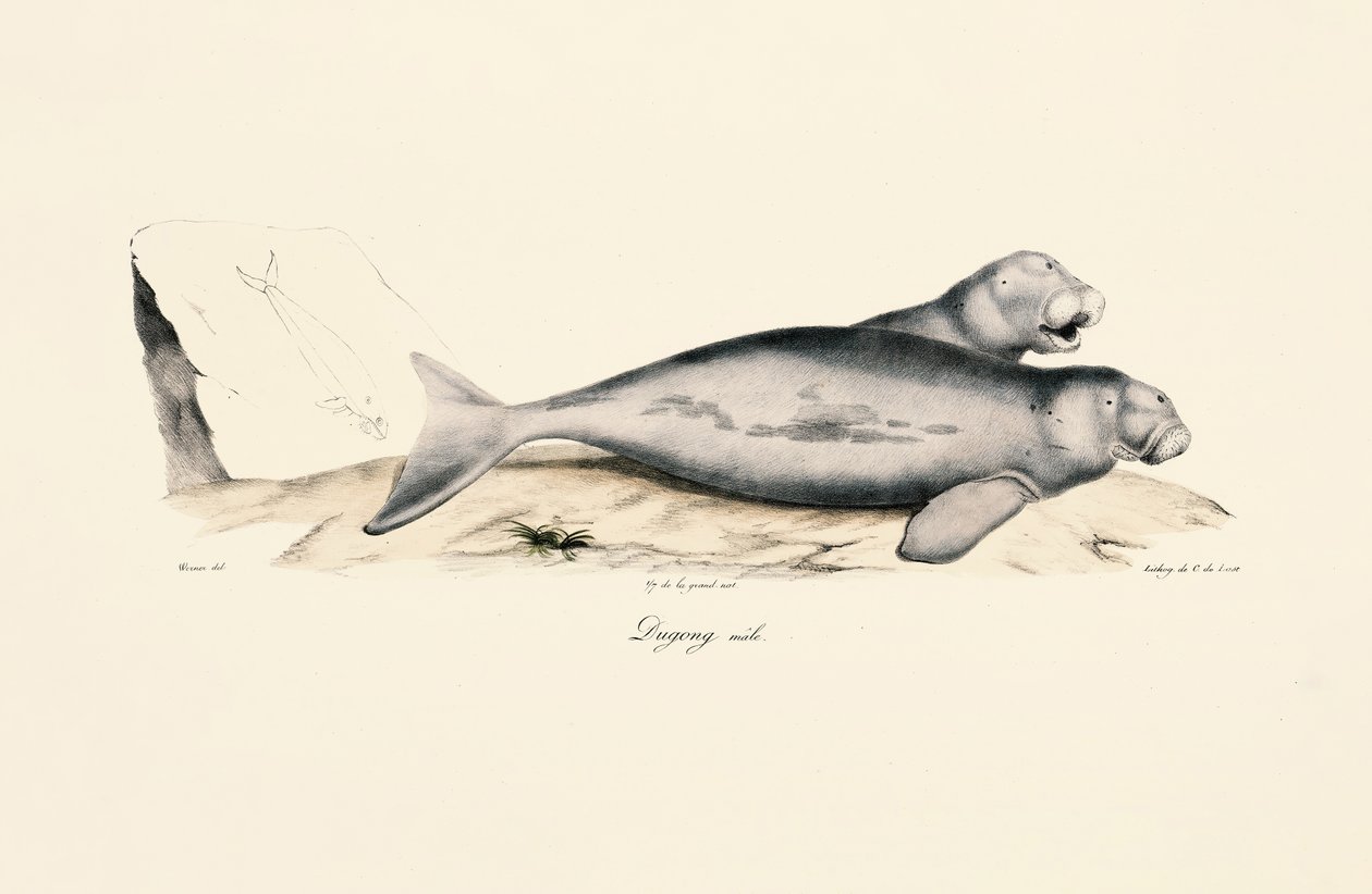 Hím Dugong alkotó: Jacques Christophe Werner