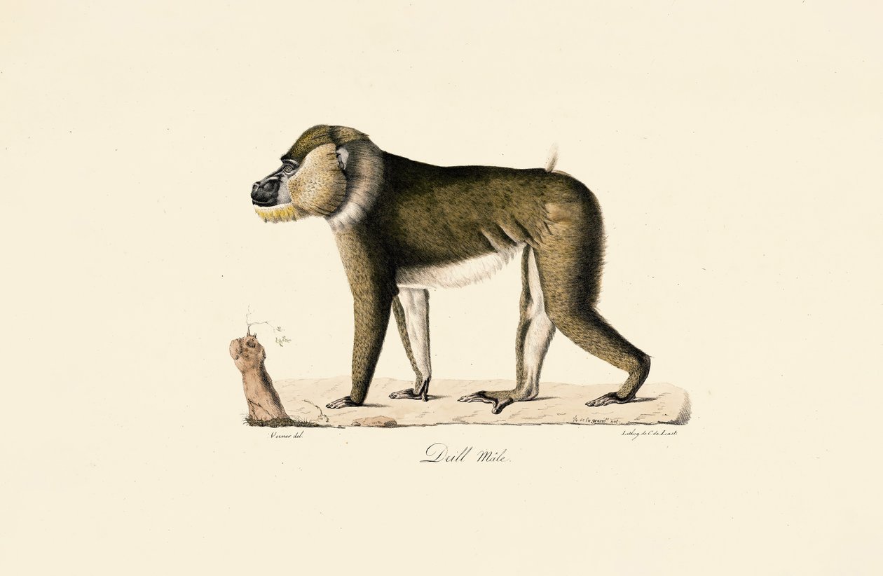 Gelada pávián hím alkotó: Jacques Christophe Werner