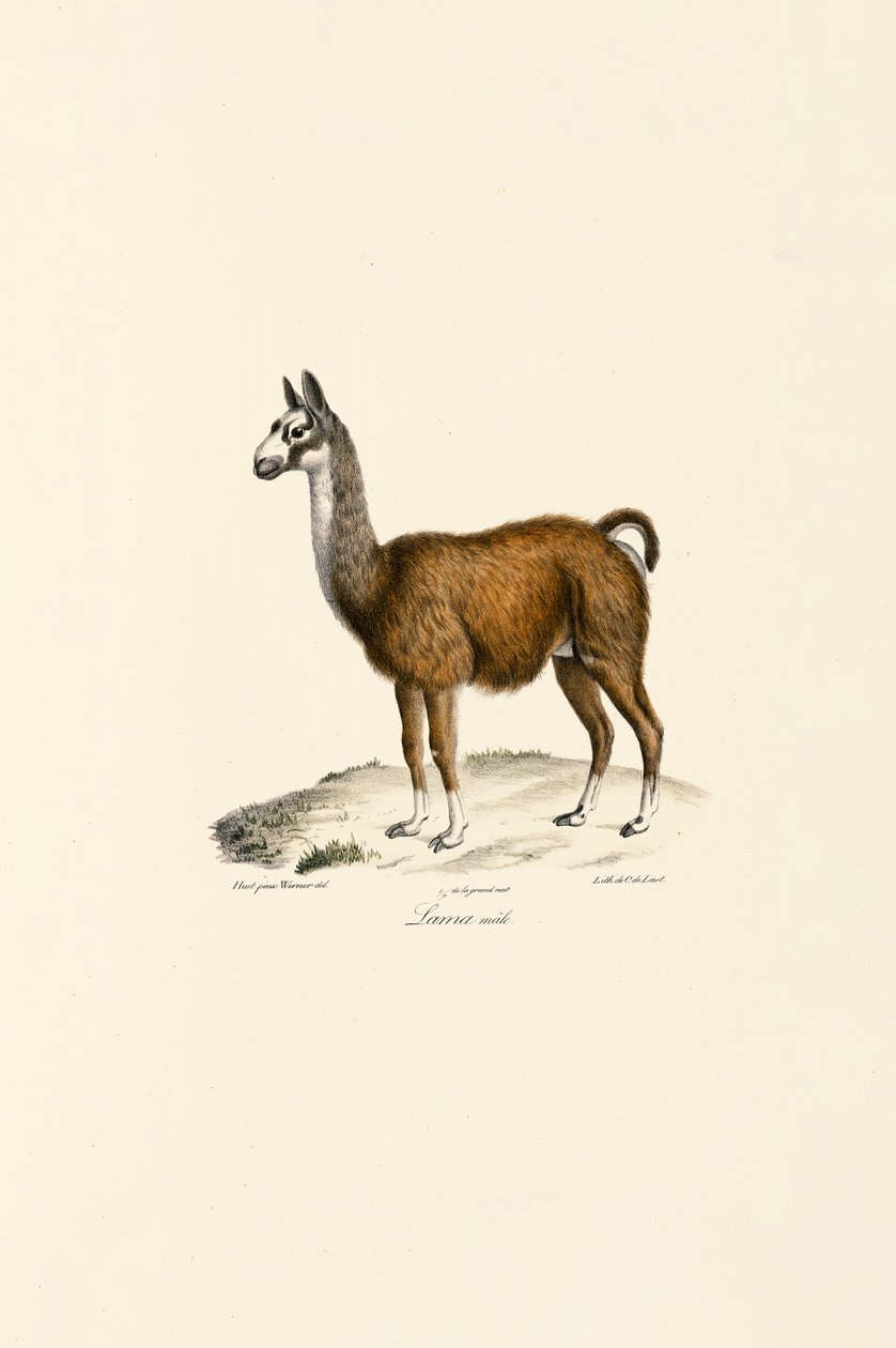 alkotó: Jacques Christophe Werner