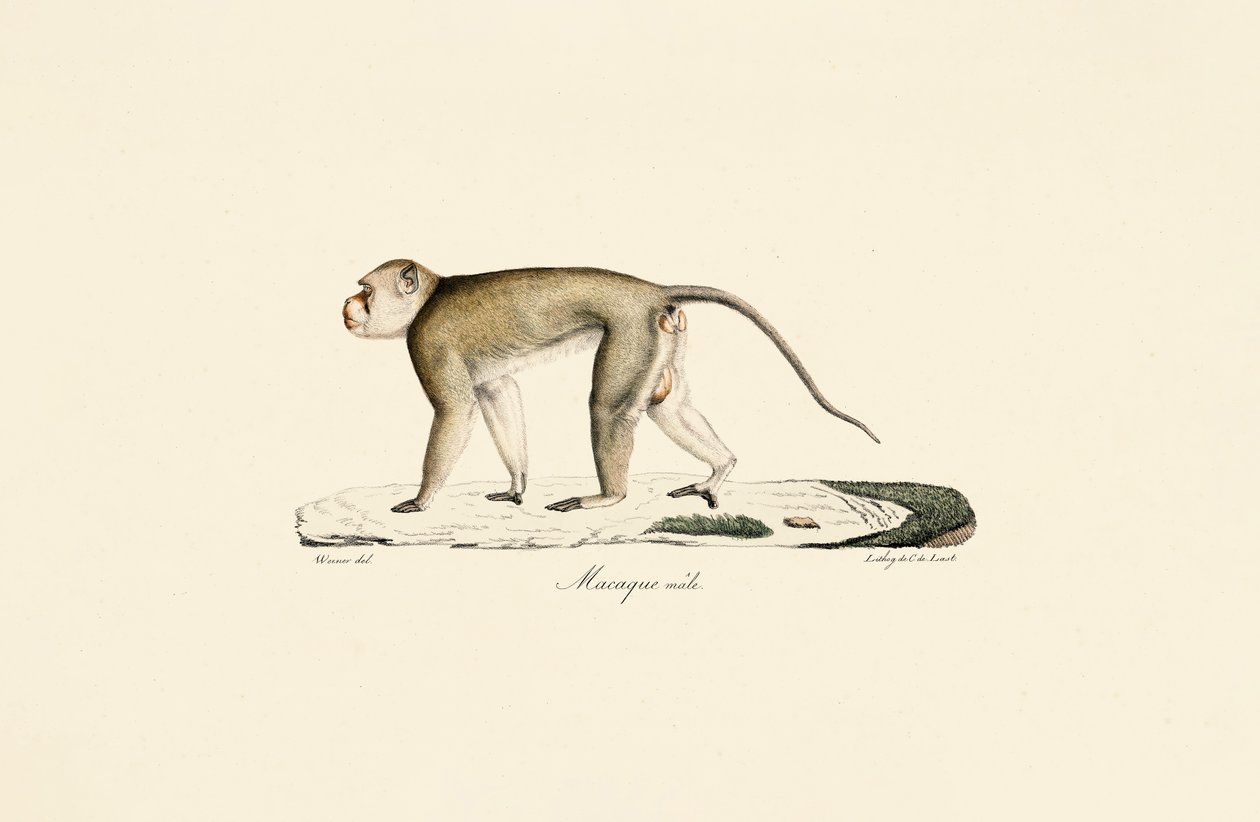  alkotó: Jacques Christophe Werner