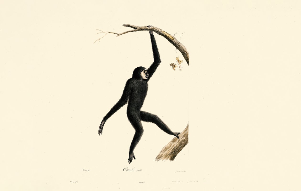  alkotó: Jacques Christophe Werner