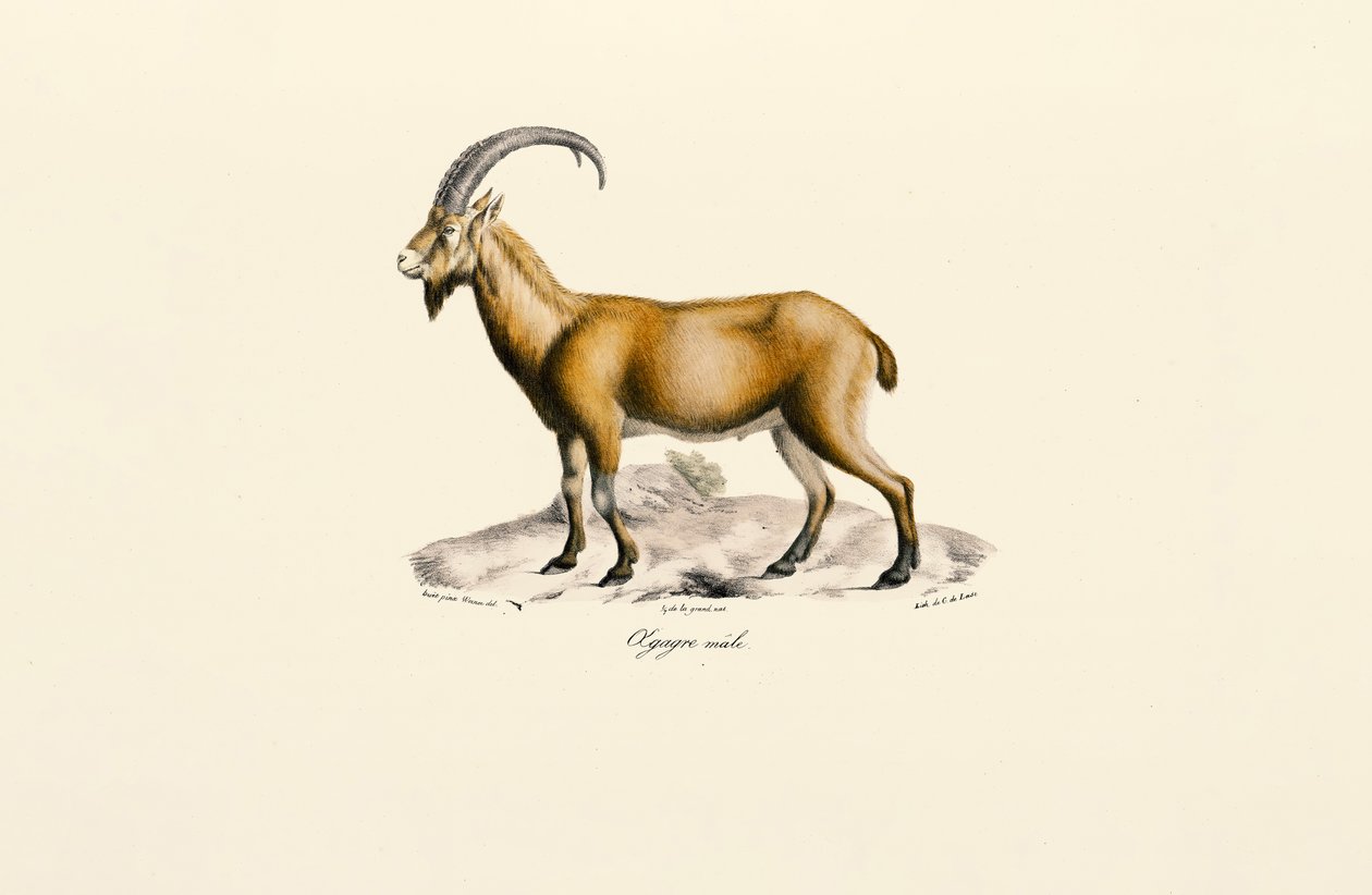  alkotó: Jacques Christophe Werner