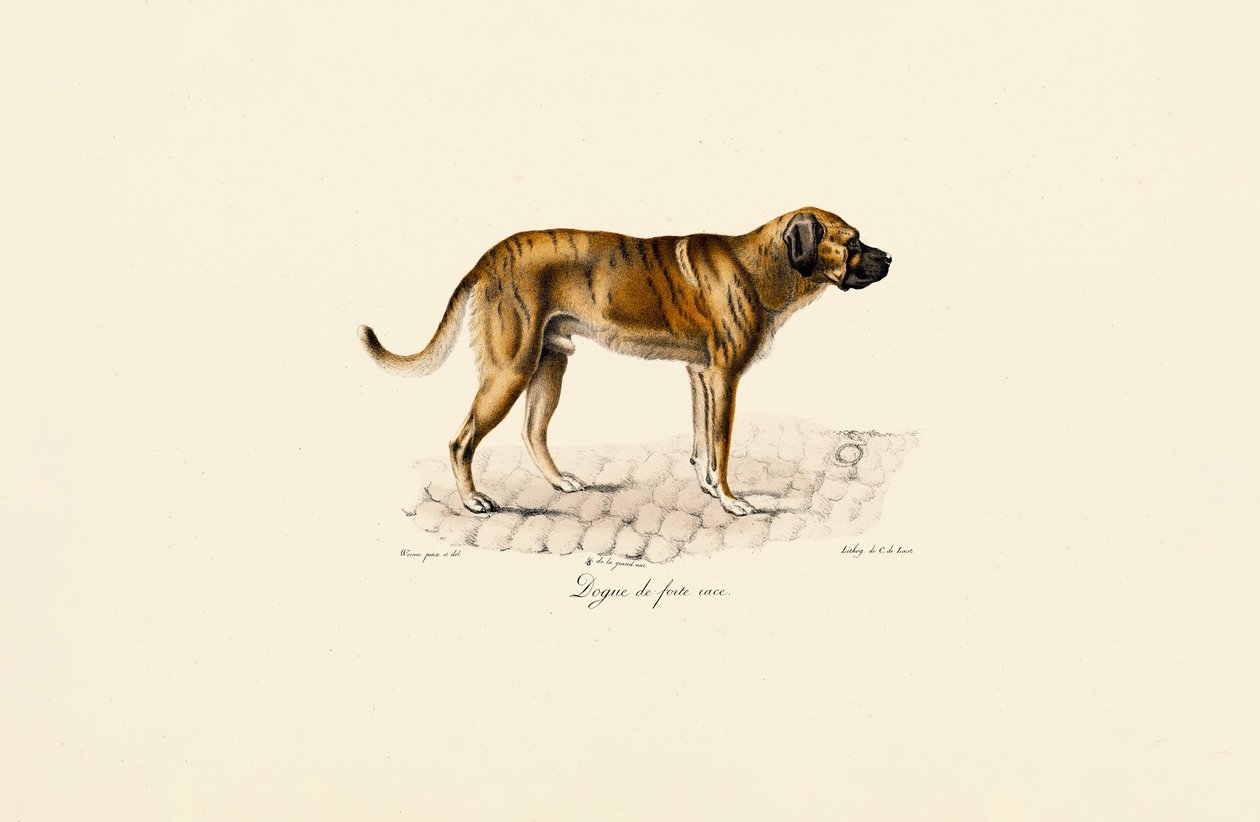 Mastiff alkotó: Jacques Christophe Werner