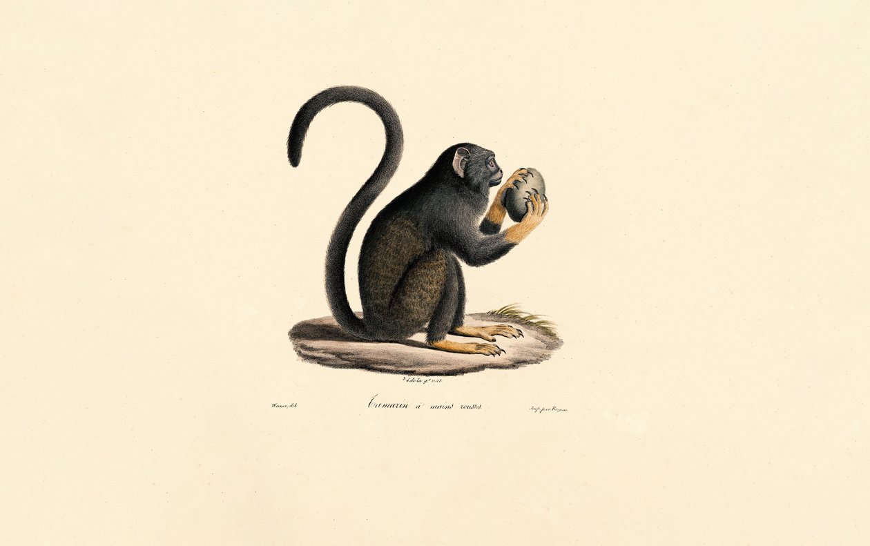 Mona Monkey gyümölcsökkel alkotó: Jacques Christophe Werner