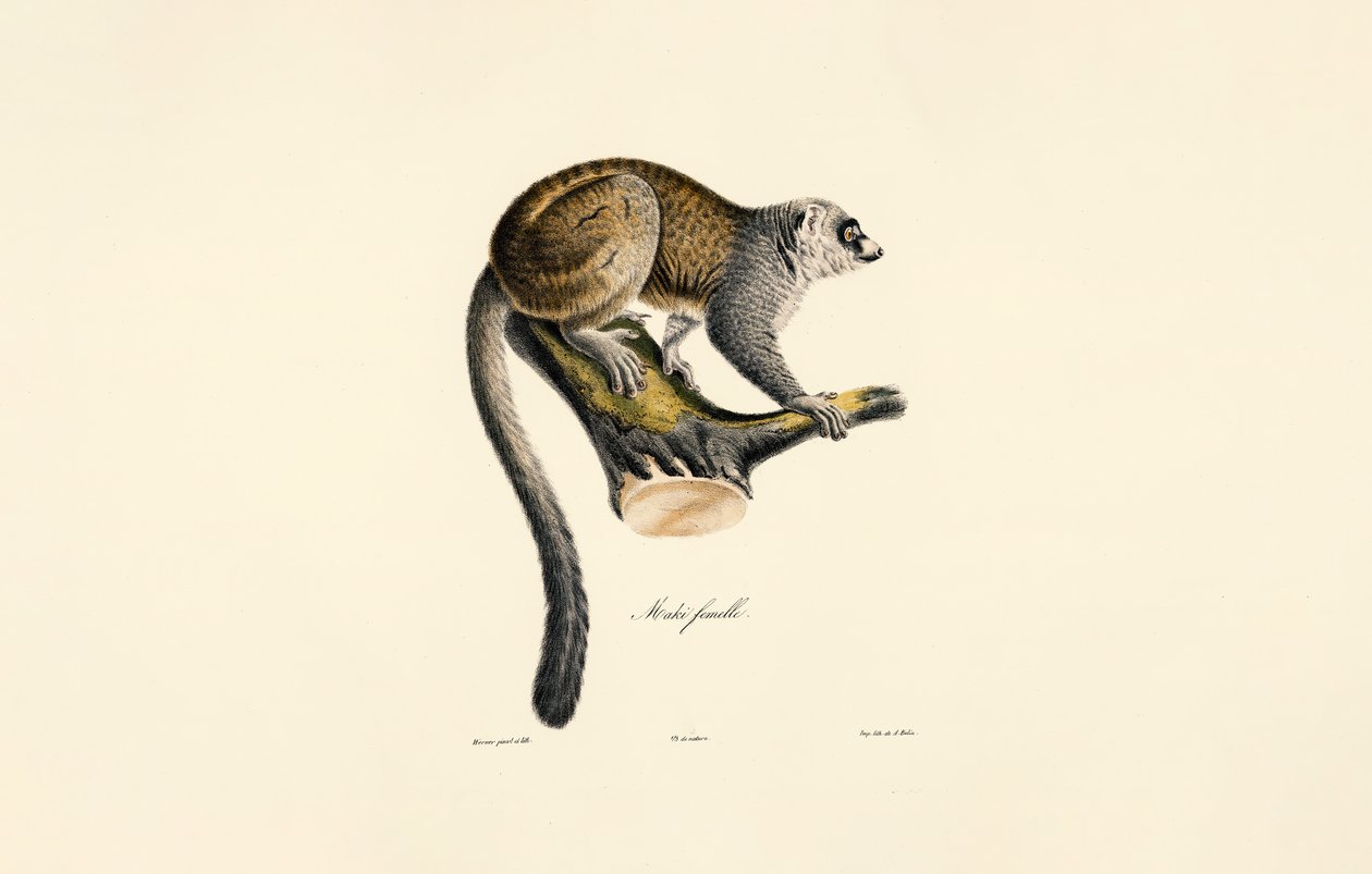 Mongúz Lemúr (nőstény) alkotó: Jacques Christophe Werner