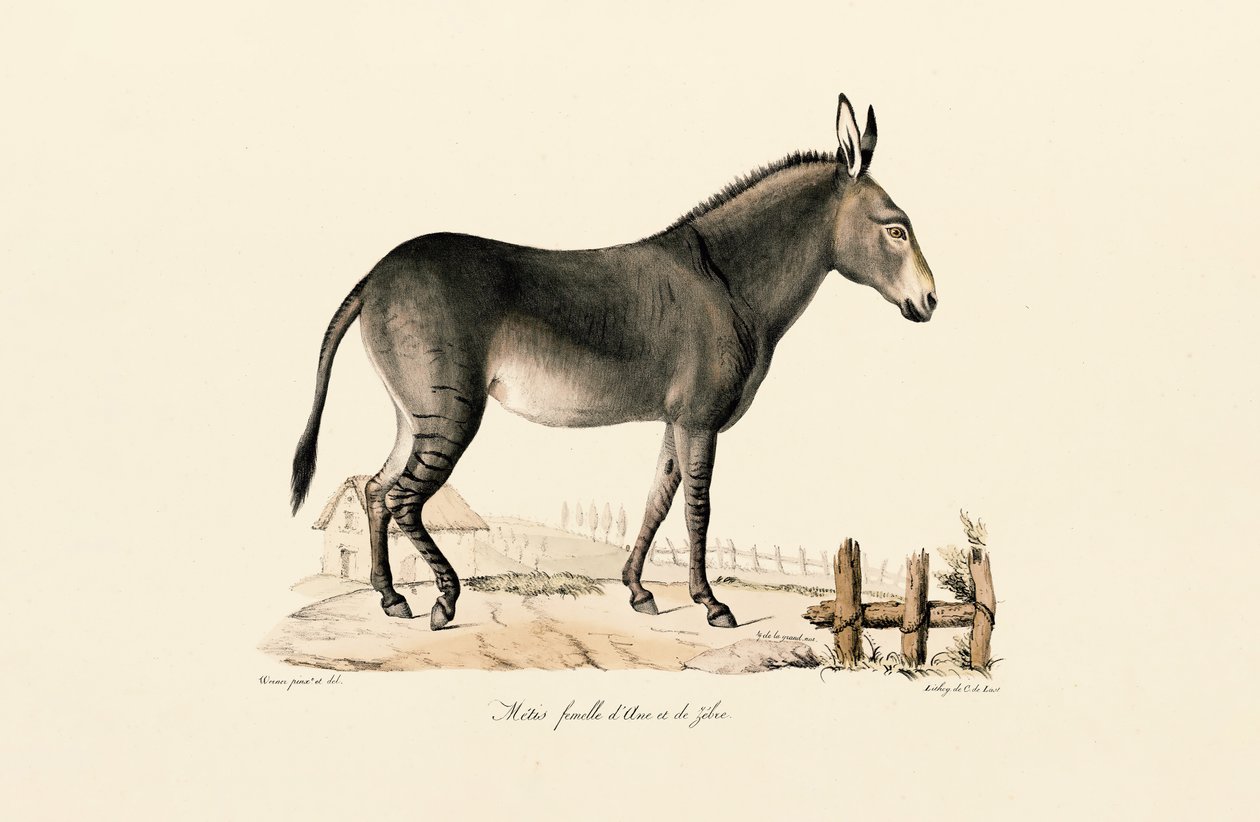  alkotó: Jacques Christophe Werner