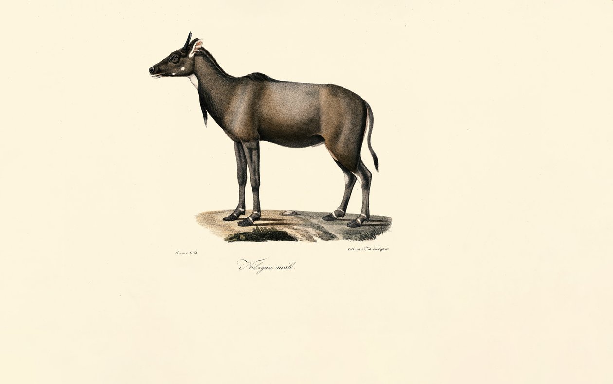 Nilgai antilop (Nilgai, hím) alkotó: Jacques Christophe Werner