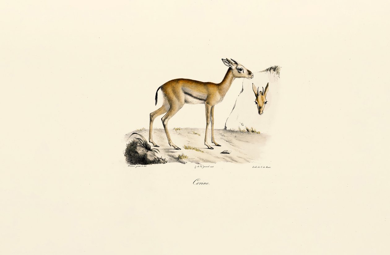  alkotó: Jacques Christophe Werner