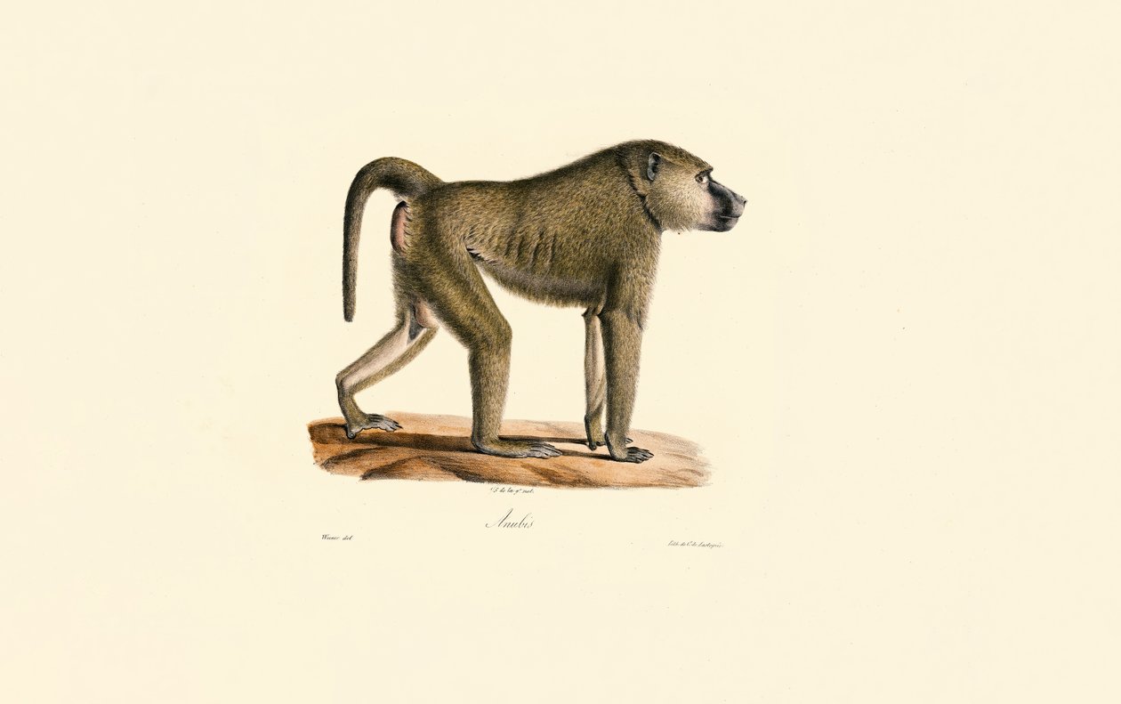 Olive Baboon alkotó: Jacques Christophe Werner