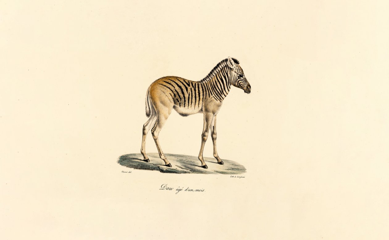  alkotó: Jacques Christophe Werner