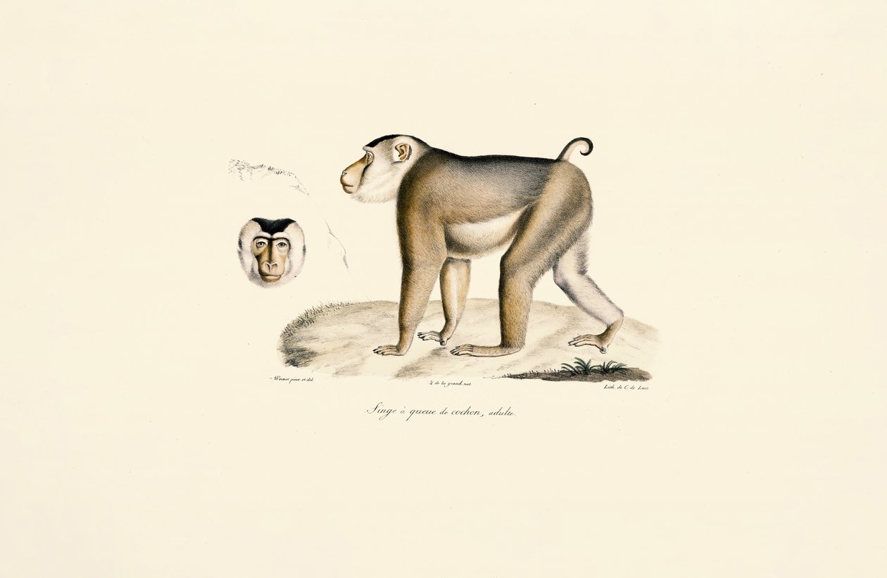 Disznófarkú makákó (felnőtt) alkotó: Jacques Christophe Werner