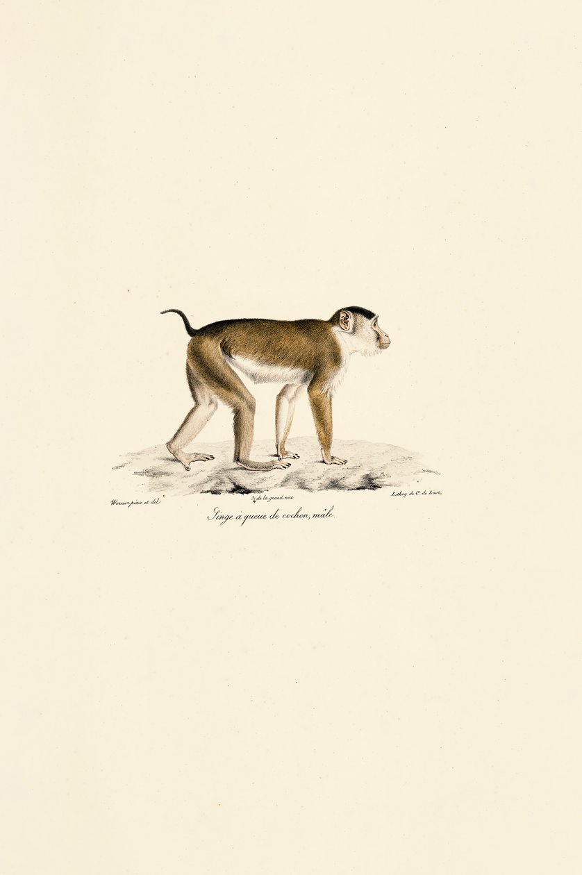  alkotó: Jacques Christophe Werner